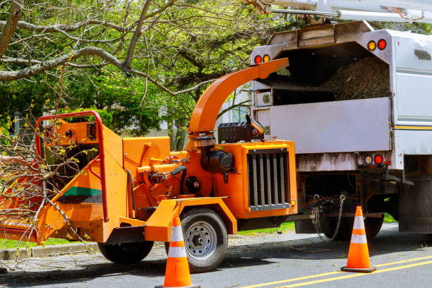 How Our Tree Care Process Works  in  Diamond Bar, CA