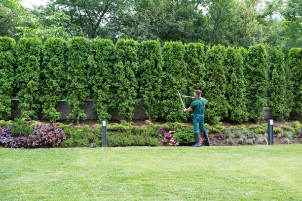 Lawn Grading and Leveling in Diamond Bar, CA