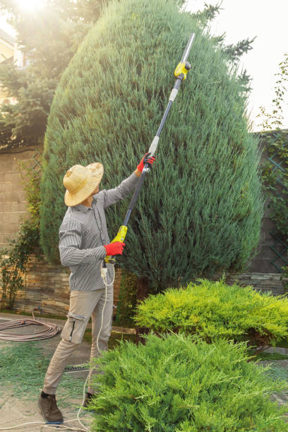 Trusted Diamond Bar, CA Tree Services Experts